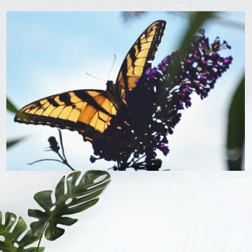 Eastern Tiger Swallowtail Butterfly Photographic Canvas Print