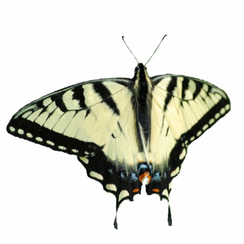 Eastern Tiger Swallowtail Butterfly pin Statuette