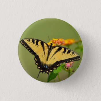 Eastern Tiger Swallowtail Butterfly Pinback Button by paul68 at Zazzle