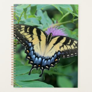 Eastern Tiger Swallowtail Butterfly