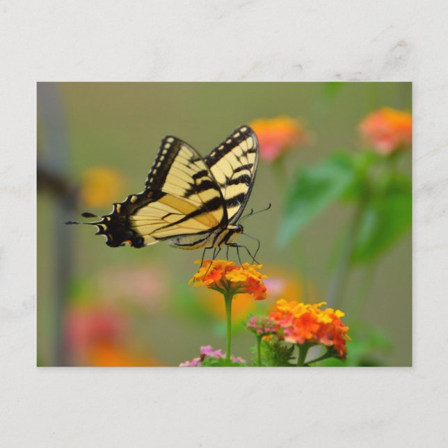 Eastern Tiger Swallowtail Butterfly Postcard (Front)