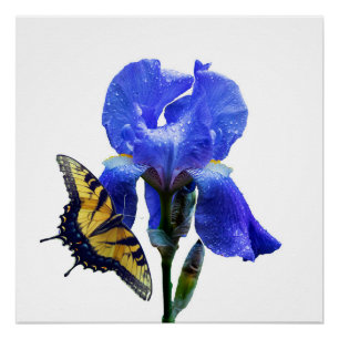 Eastern tiger swallowtail butterfly poster