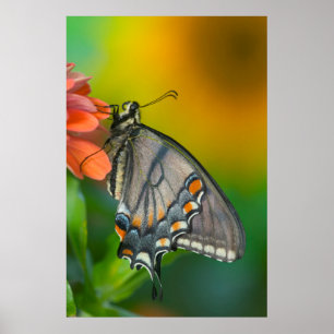 Eastern-Tiger Swallowtail Butterfly Poster
