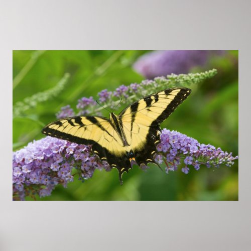 Eastern Tiger Swallowtail butterfly Poster
