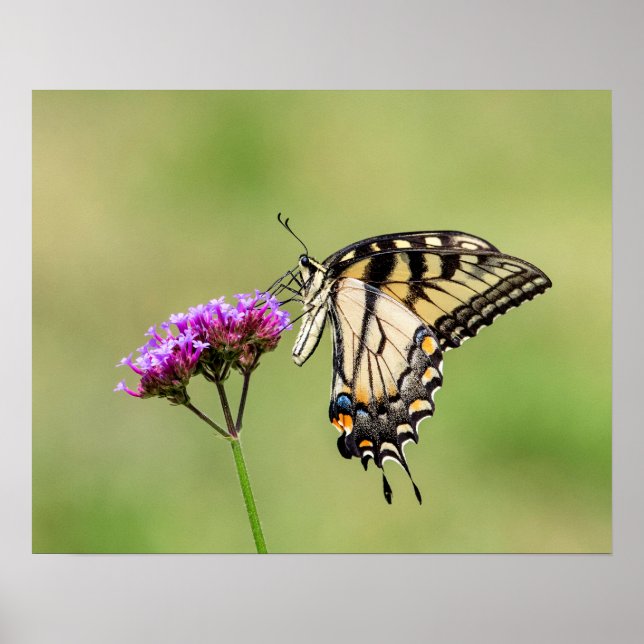 Eastern Tiger Swallowtail Butterfly Poster (Front)