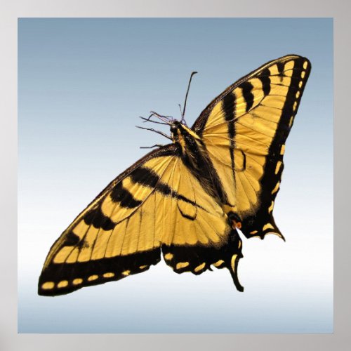 Eastern Tiger Swallowtail Butterfly Poster