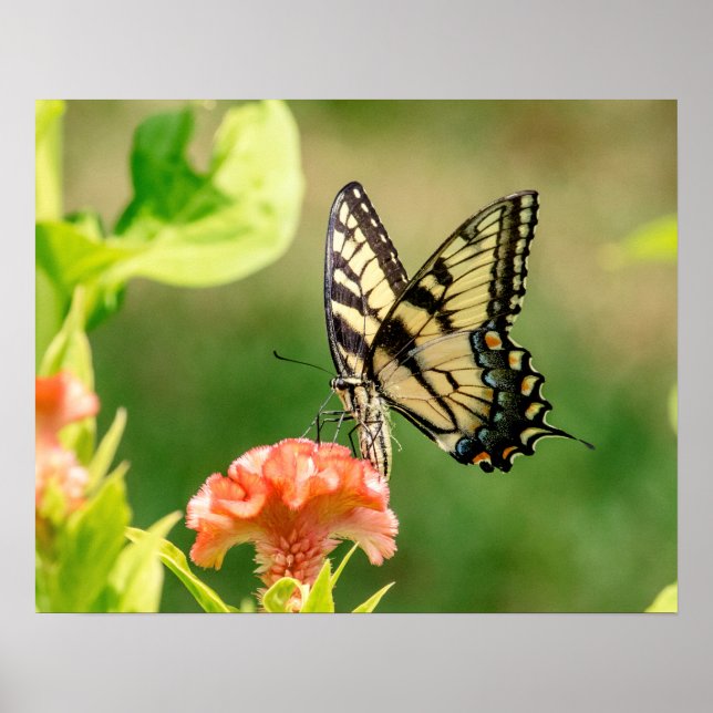 Eastern Tiger Swallowtail Butterfly Poster (Front)