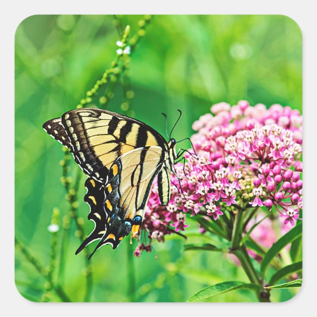 Eastern Tiger Swallowtail Butterfly Square Sticker (Front)