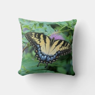 Eastern Tiger Swallowtail Butterfly