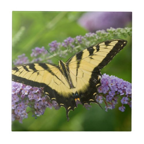 Eastern Tiger Swallowtail butterfly Tile