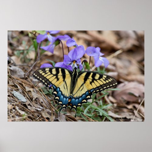 Eastern Tiger Swallowtail Butterfly Violets Poster