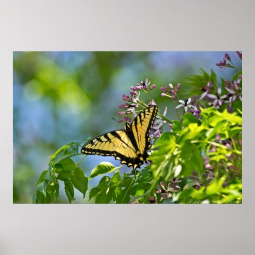 Eastern Tiger Swallowtail China Berry Tree Poster