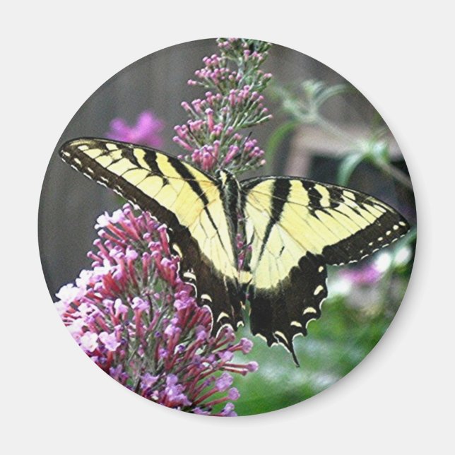EASTERN TIGER SWALLOWTAIL magnet (Front)