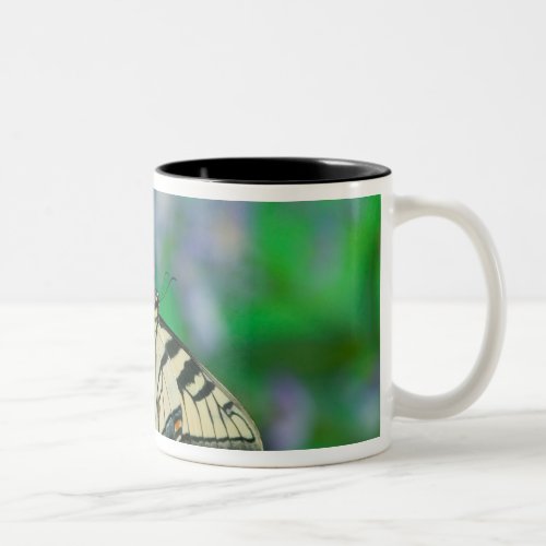 Eastern Tiger Swallowtail on Fresia _ Sammamish Two_Tone Coffee Mug