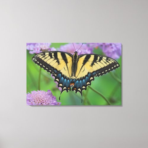 Eastern Tiger Swallowtail on Pastel Flowers Canvas Print
