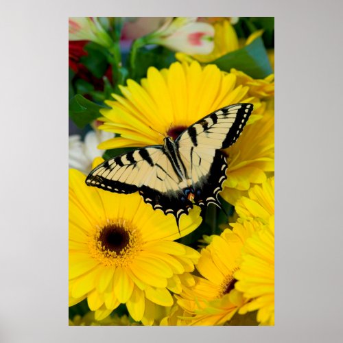 Eastern Tiger Swallowtail on Yellow Flowers Poster