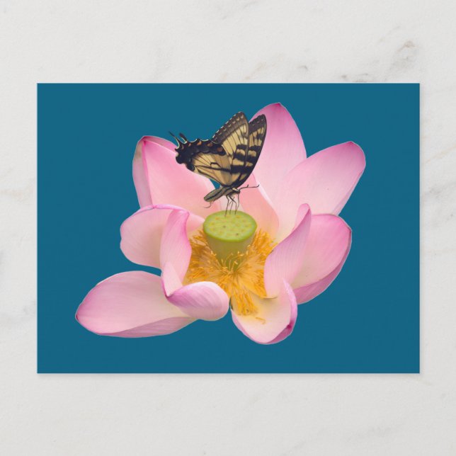  Eastern Tiger Swallowtail  Postcard (Front)