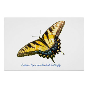Eastern tiger swallowtail poster