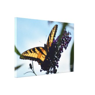 Eastern Tiger Swallowtail Stretched Canvas Print