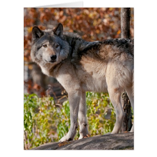 Eastern Timber Wolf Card (Front)