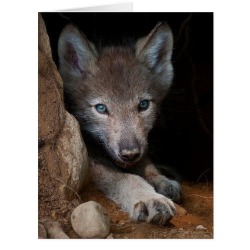 Eastern Timber Wolf Card