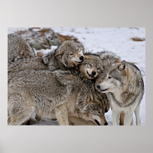Eastern Timber Wolf  Poster