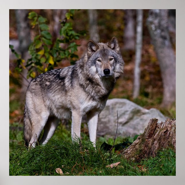 Eastern Timber Wolf Poster (Front)