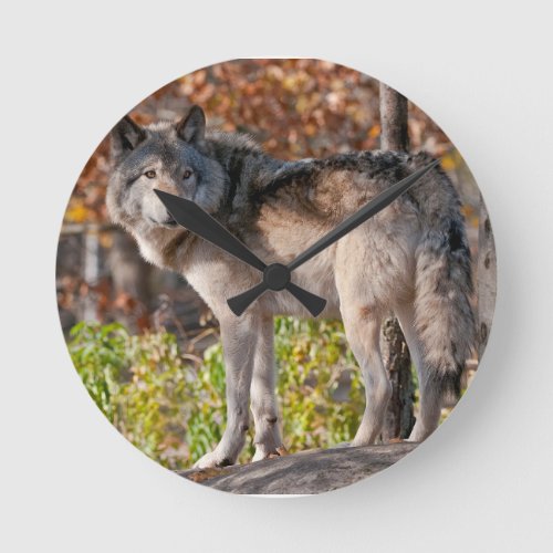 Eastern Timber Wolf Round Clock