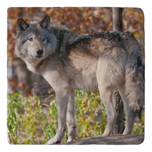 Eastern Timber Wolf Trivet