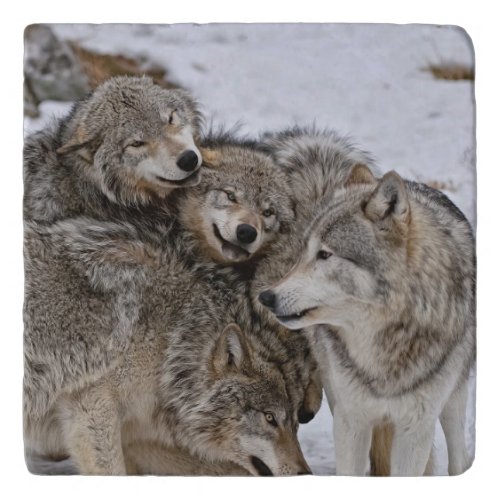 Eastern Timber Wolf Trivet