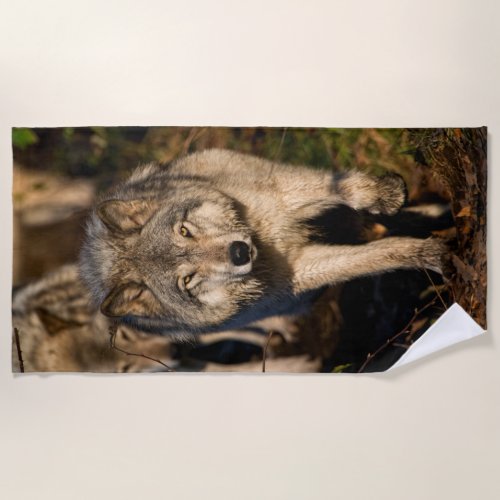 Eastern Timber Wolves  Beach Towel