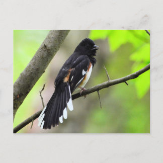 Eastern towhee Postcard