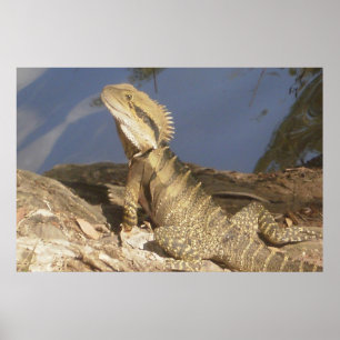 Eastern Water Dragon Poster