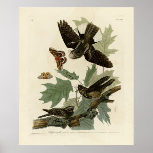 Eastern Whip-poor-will, Audubon's Birds of America Poster