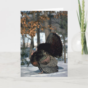 Eastern wild turkey, big gobbler strutting in snow holiday card