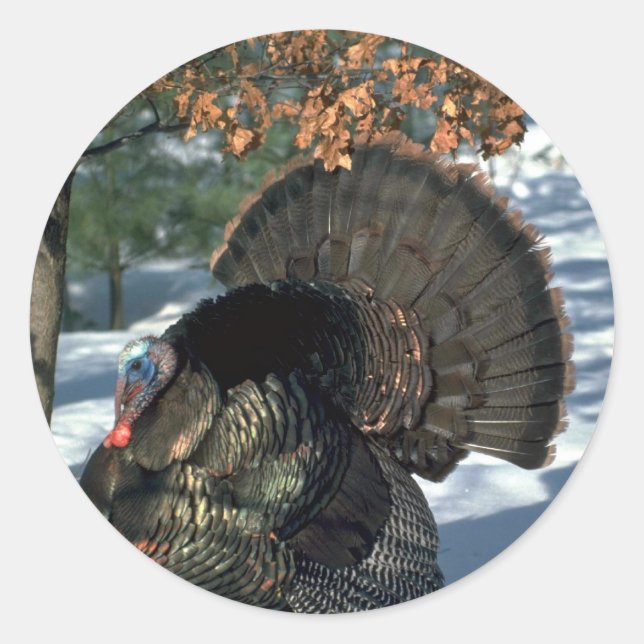 Eastern wild turkey, huge gobbler in full strut classic round sticker (Front)
