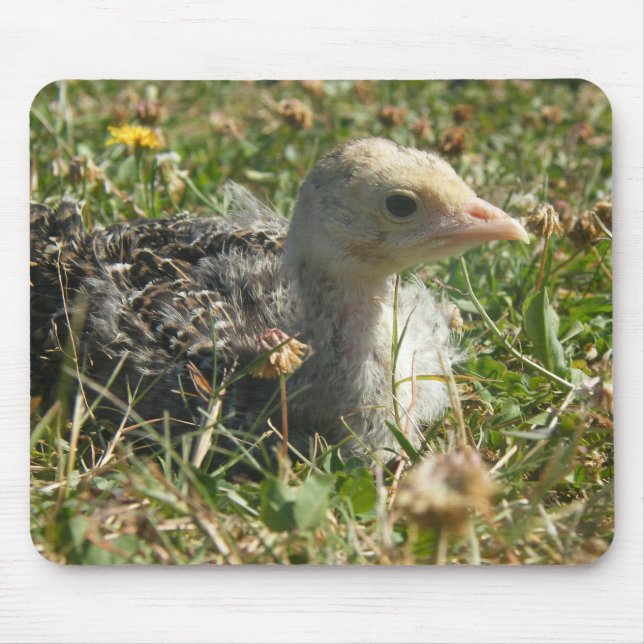 Eastern Wild Turkey Poult Chick Mouse Pad (Front)