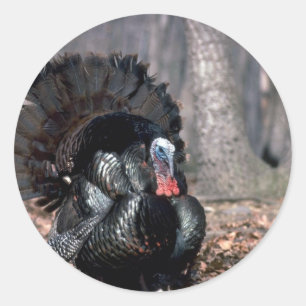 Eastern wild turkey strutting in woods classic round sticker