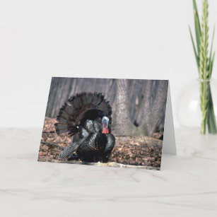 Eastern wild turkey strutting in woods holiday card