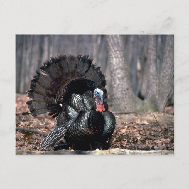 Eastern wild turkey strutting in woods postcard (Front)