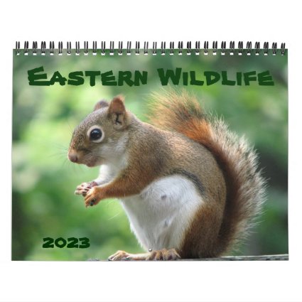 Eastern Wildlife 2023 Animal Nature Photography