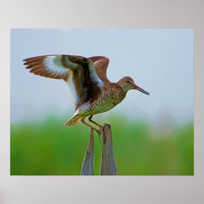 Eastern Willet Painting Posters