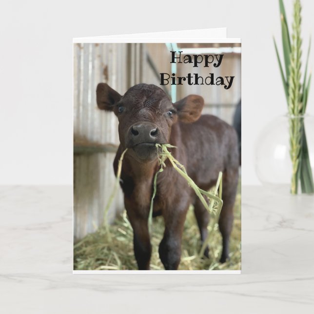 EAT CAKE NOT HAY BIRTHDAY CARD (Front)