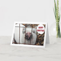 "EAT MORE CHICKEN AND MERRY CHRISTMAS FROM PIG HOLIDAY CARD
