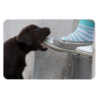 Eat My Shoe! Labrador Puppy Magnet