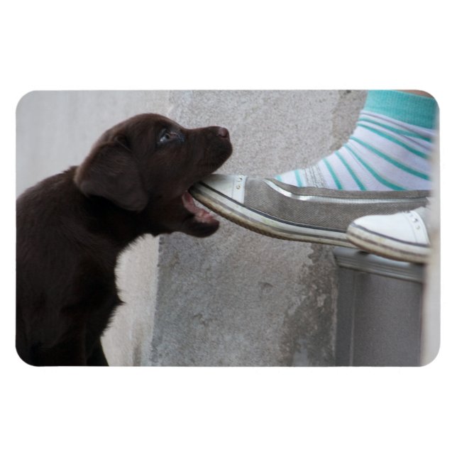 Eat My Shoe! Labrador Puppy Magnet (Horizontal)