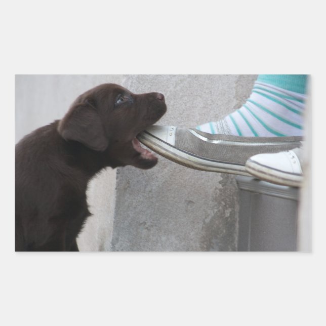 Eat My Shoe! Labrador Puppy Rectangular Sticker (Front)