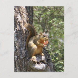 Eat Your Carrots Postcard