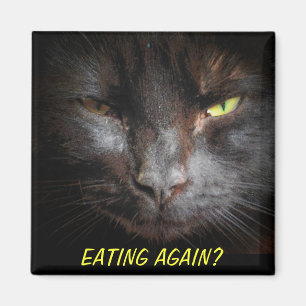 Eating Again? Diet Cat Meme fridgerator Magnet
