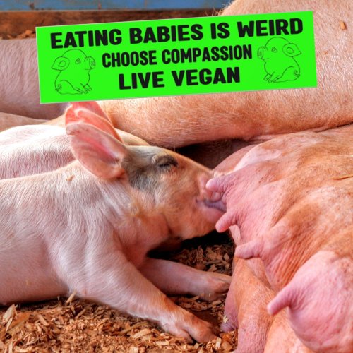 Eating Babies is Weird Vegan Activism  Bumper Sticker